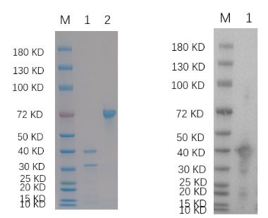 Reducing 4%-20% SDS-PAGE (CBB stained) and WB (Anti-His Mouse Mon centigradelonal antibody) analysis profiles of purified RAD51.
1. RAD51: 1 μg
2. BSA: 1 μg